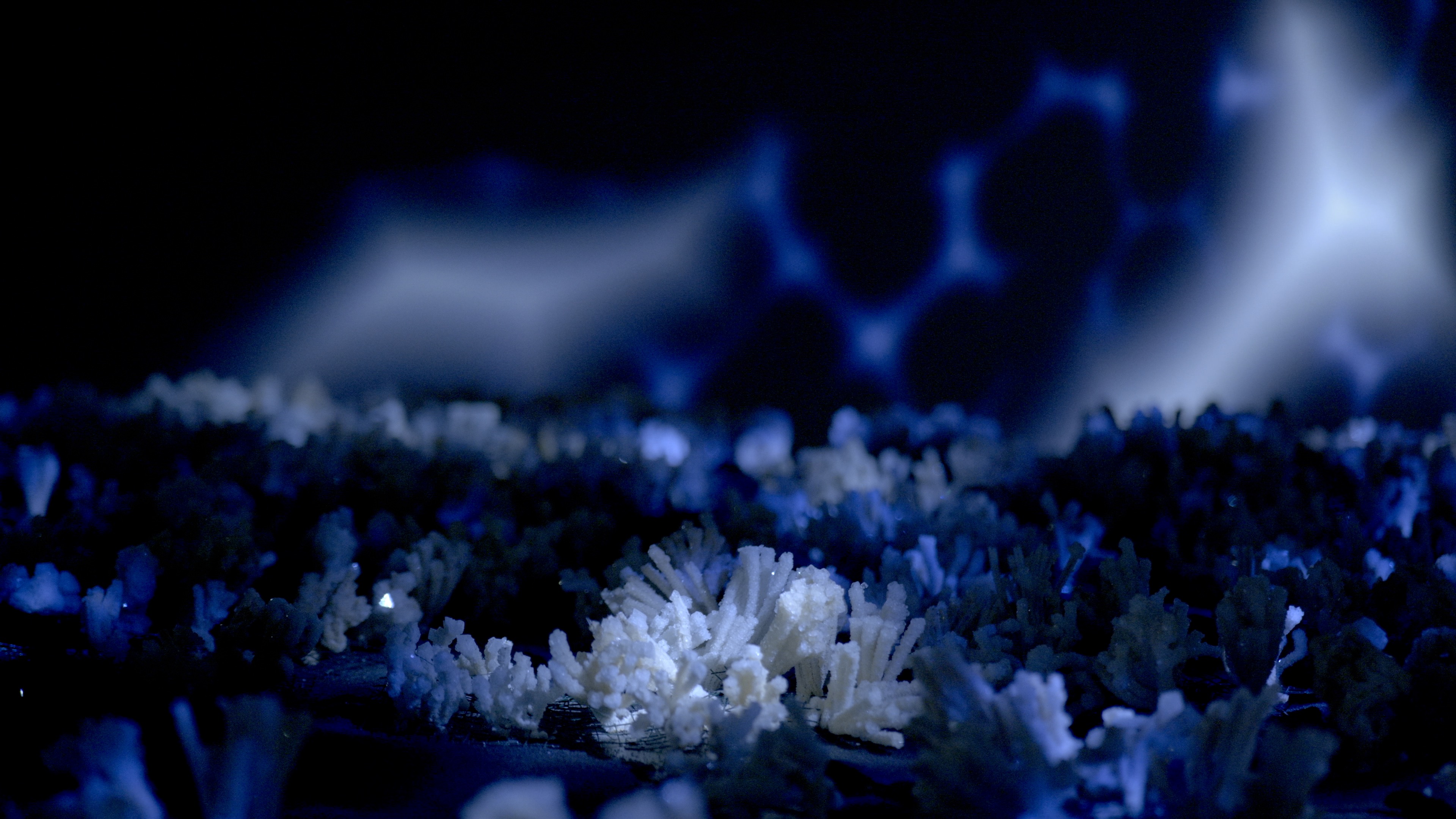 Maelström !, Dead Communities — barrières de corail et données, installation Alessia Sanna